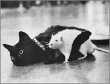 Funny pictures : Cat Hugging Rat