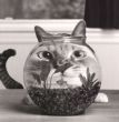 Funny pictures: Cat & Fishbowl