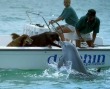 Funny pictures : Dolphin Kisses Dog