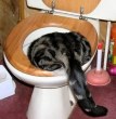 Funny pictures : Cat with a Hangover