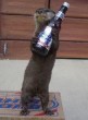 Funny pictures : Bud Light Otter