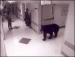 Bear Visits Hospital