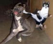 Funny pictures: The Karate Cat