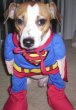 Funny pictures: Super Dog-1