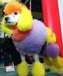 Funny pictures: Rainbow Poodle.