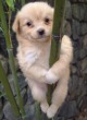 Pole-Dancing Dog