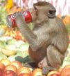 Monkey Drinking Coke