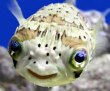 Funny pictures : Friendly Fish