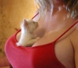Funny pictures: Cleavage Kitty
