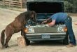 Funny pictures : Horse Mechanic