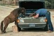 Horse Mechanic