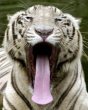 Funny pictures : Gene Simmons Tiger