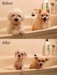 Dogs Taking a Bath