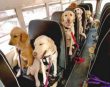 Funny pictures: Dog School Bus