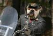 Funny pictures: Dog - biker