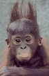 Funny pictures : Amazing Monkey