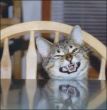 Funny pictures: Laughing Cat-1