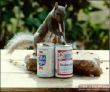 Beer drinking squirrel