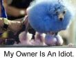 Funny pictures : Ugly Poodle