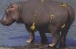 Funny pictures : Funny Hippo