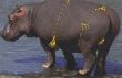 Funny Hippo