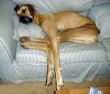 Funny pictures: Very tired dog