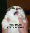 Funny pictures: Scared Kitty