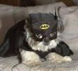 Funny pictures : Mean Bat Dog