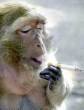 Funny pictures : Smoking Monkey