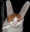 Funny pictures : Smoking Cat