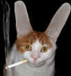 Smoking Cat