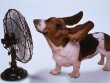 Funny pictures : Cooling Down Dog