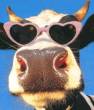 Funny pictures : Cool Cow
