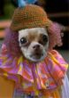 Funny pictures: Clown Puppy
