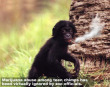 Funny pictures : Chimp Drug Abuse