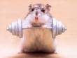 Funny pictures : Body Building Mouse