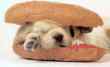 Funny pictures: Puppy sanwich