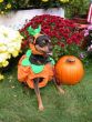 Funny pictures : Pumpkin Dog