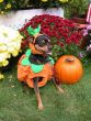 Pumpkin Dog