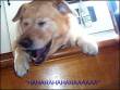 Funny pictures : Laughing Dog