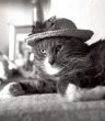 Funny pictures : Cat in a hat