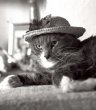 Cat in a hat