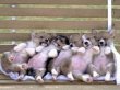 Dogs on a Bench-1
