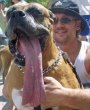 Funny pictures: Long Dog Tongue-1