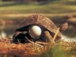 Funny pictures : Golfing Turtle.