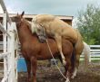 Funny pictures : Exhausted Horse.