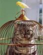 Funny pictures : Bird Catches Cat