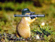 Funny pictures: beaver wars