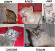 Funny pictures : Cat Emotions