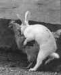 Funny pictures: How Easter Eggs Are Made.jpg